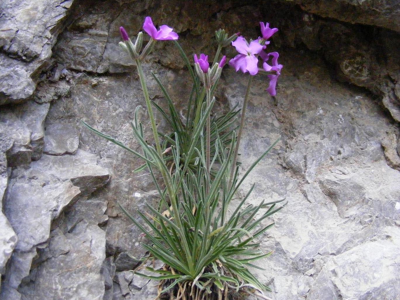 Matthiola fruticulosa subsp. valesiaca / Violaciocca minore